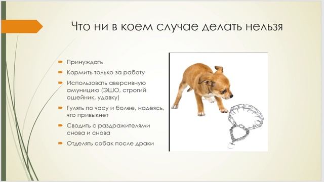 Когда щенка обязательно нужно вести к кинологу смотреть онлайн