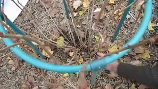 Итог прошлогодней кардинальной осенней обрезки куста смородины. смотреть онлайн