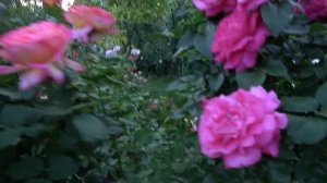 Обзор роз селекции Поульсена. Продолжение.