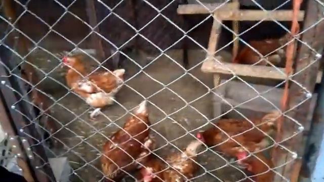 Курочки! Ходили в курятник. смотреть онлайн