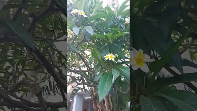 Плюмерия как невеста смотреть онлайн