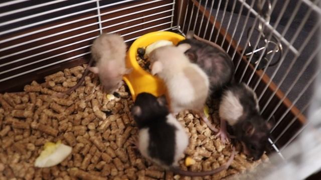 ЗАШУГАЛИ КРЫСЯТ? ПОЧЕМУ КРЫСЯТА ЛЫСЕЮТ? смотреть онлайн