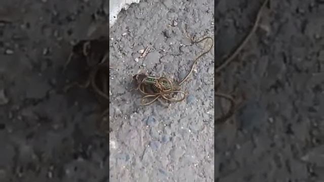 Длинный червь выходит из кузнечика