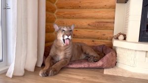 Вырастили требовательного командира! Пума Месси и его требовательный голос