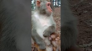 Why does mother monkey treat baby monkey like that? The baby monkey just wanted to drink some milk
