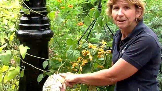 ARISTOLOCHIA  GRANDIFLORA