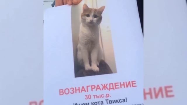НОВОСТИ по делу КОТА ТВИКСА