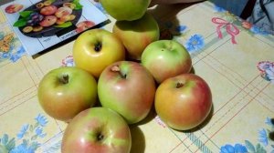 Яблоня «Памяти Есаула». Дегустация. Волгоградская область 2020.