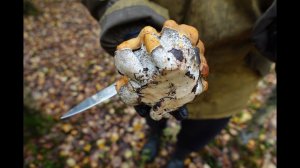 Грибная разведка 02 октября 2022. Всеволожский район.