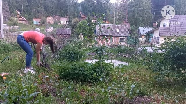 Развела Панику / Борщевик Везде / Мотивация На Уборку Участка / Кофе с ... смотреть онлайн