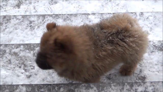 Ох уж эти чау-дети))))) смотреть онлайн