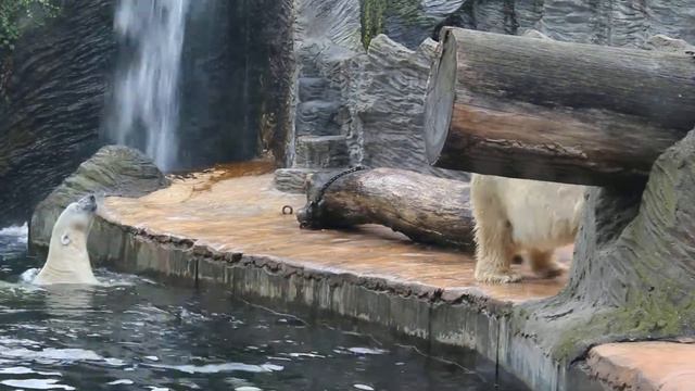 Белые медведи. смотреть онлайн