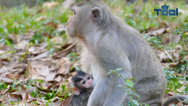 Viola look so strong and clean - Thanks Violate for you good nursing Viola - Tonći 242 смотреть онлайн