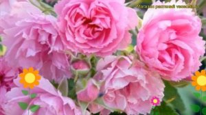 Роза парковая Пинк Грутендорст. Краткий обзор, описание характеристик Pink Grootendorst