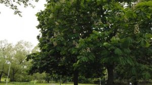 Каштан   Когда цветут деревья