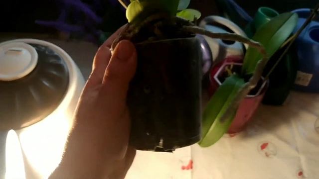 Орхидея Фаленопсис мультифлора Белое яблоко. White Apple. смотреть онлайн
