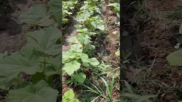 #павловния #Paulownia #Армения #рассия #germania# 29.06.2021г. сажаем павловнию смотреть онлайн