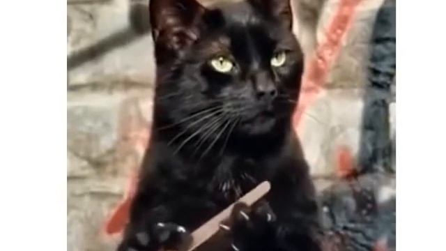 Очень смешная кошка|Masha Gi смотреть онлайн
