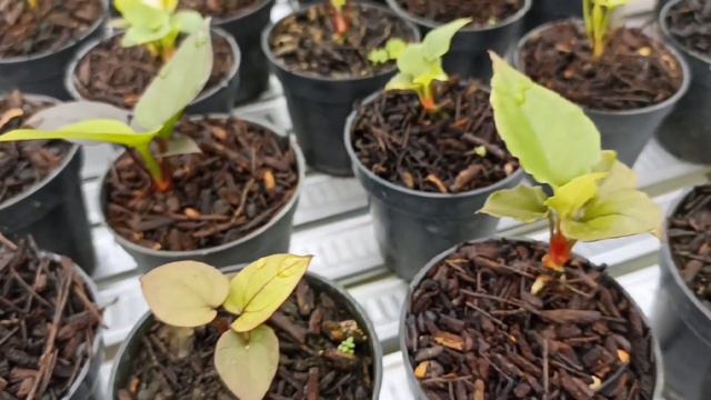 VIRAL !! ANTHURIUM OBOR PINK‼️| KANDANG NOGOROJO (part 4) смотреть онлайн