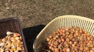 Луковицы тюльпанов покрылись плесенью