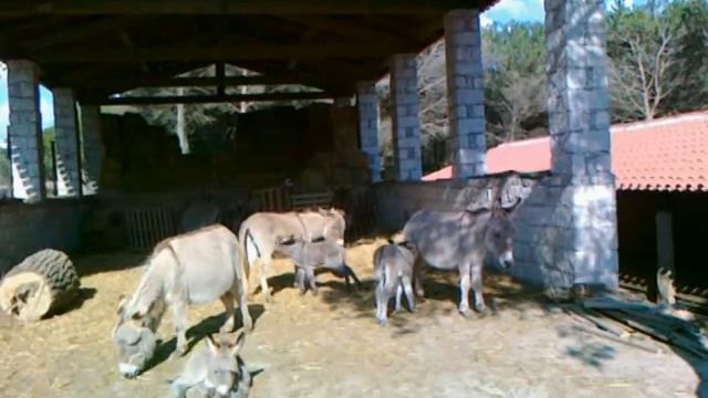 Asinelli sardi.mpg смотреть онлайн