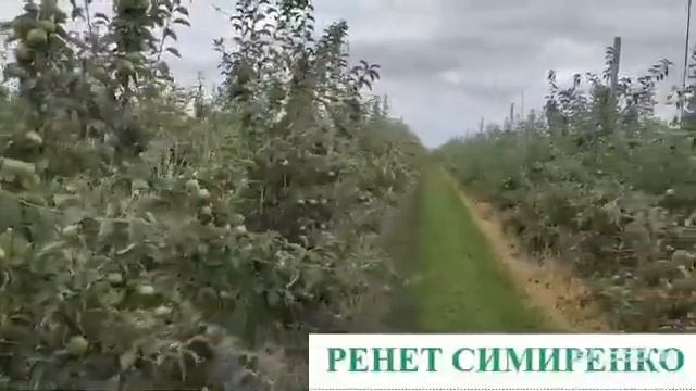 Ренет Симиренко