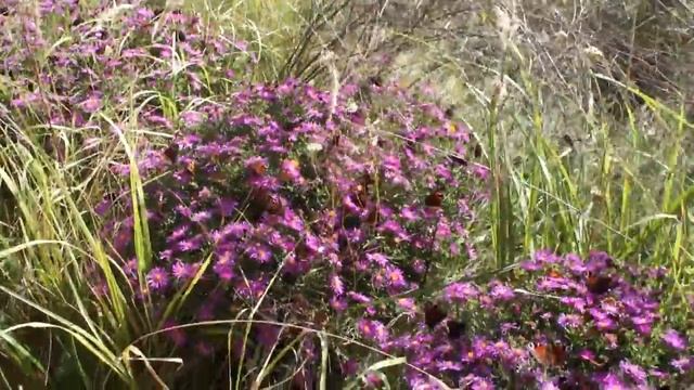 Бабочки, просто красиво. Нашествие бабочек павлиний глаз. смотреть онлайн