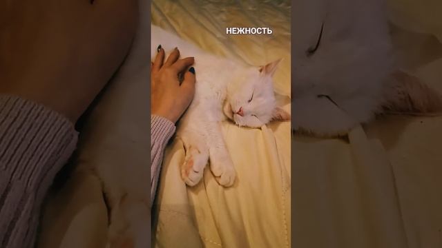Немного поделюсь личным - у нас уже много лет ( 13) живёт кошечка... #love #женщинакошка смотреть онлайн