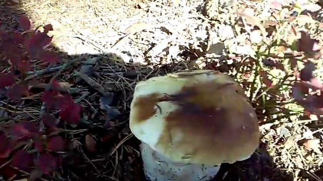 ВЛОГ: Мой удивительный двор!!! смотреть онлайн