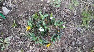 Букетная посадка луковичных. Первоцветы ч. 2. 9.04.2020