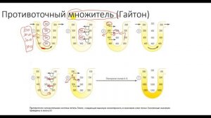 Физиология. Глава 6. Почки. Петля Генле. Противоточный множитель. Концентрирование мочи