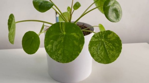 Variegated Pilea Peperomioides MOJITO | Chinese Money Plant | Care | Other Vars | Water Propagation