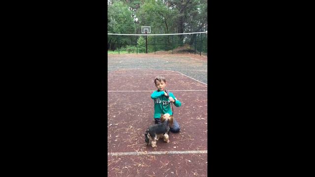 Топ 7 команд для моего питомца !!!!