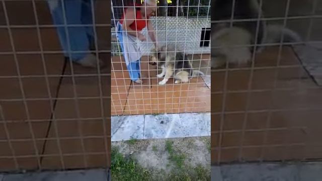 #кокоманда_Ланселот повторяет с папой команды смотреть онлайн