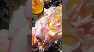 Термиз Гулбахор ок, атиргуллар Умида Мирхамедова