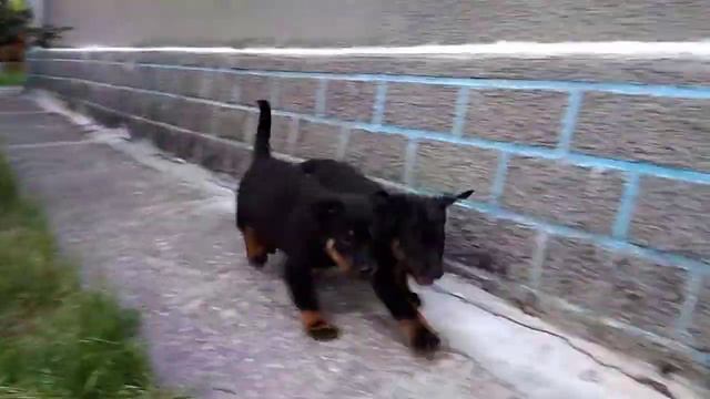 Щенки босерона "коники-коники" смотреть онлайн