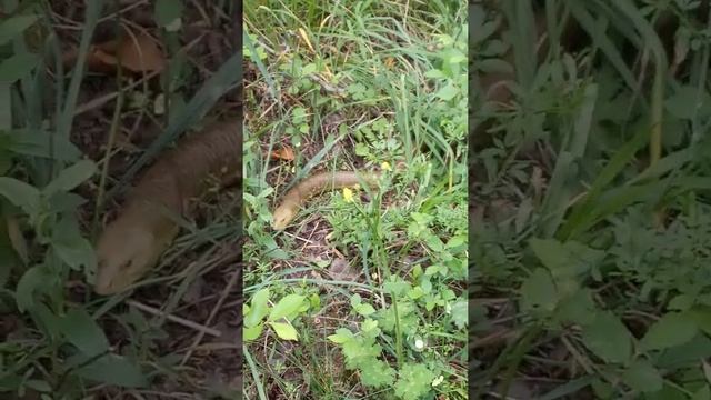 Попрасимались желтопуз! смотреть онлайн