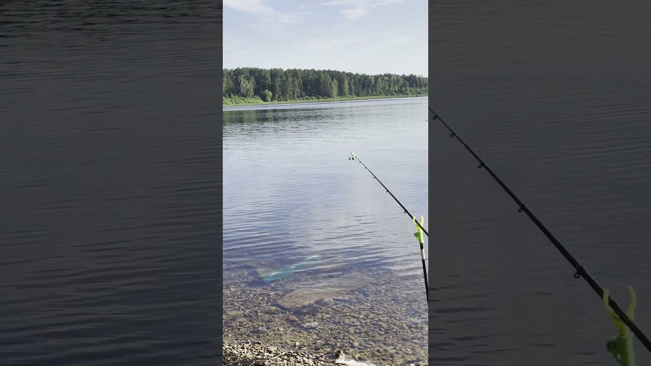 Санитар озера #fishing #рыбалканасевере #carpfishing #carp #нарыбалку #палатка смотреть онлайн