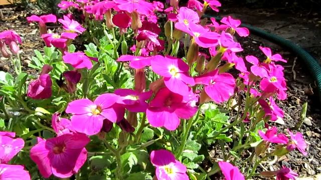 Aubrieta смотреть онлайн