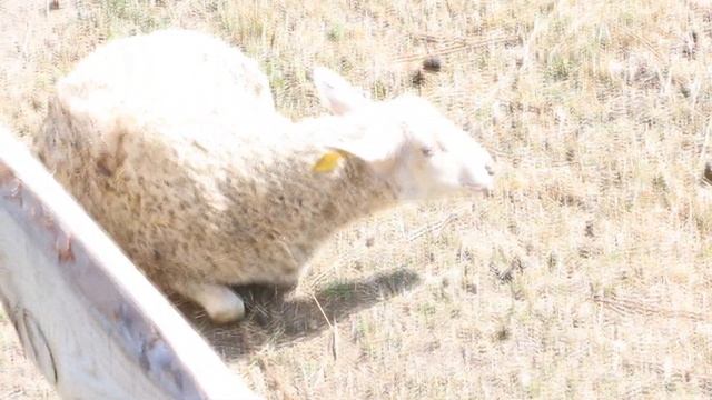 Овцы ШАРОЛЕ. Пополнение на овцеферме /Charollais sheeps смотреть онлайн