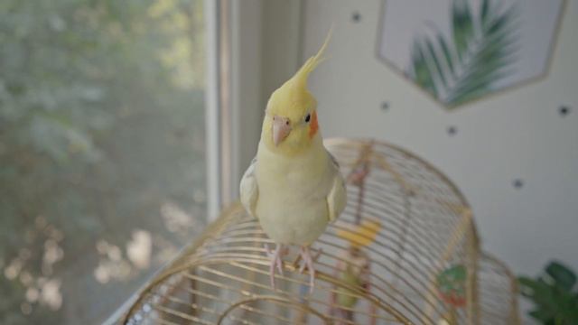 Корелла кричит. Cockatiel Screams