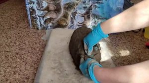 Садовый ёжик за 10 минут из цемента / Своими руками/Garden hedgehog za 10 minutes iz cementa