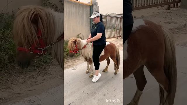 Adults and children can ride PetHorse ShetlandPony смотреть онлайн