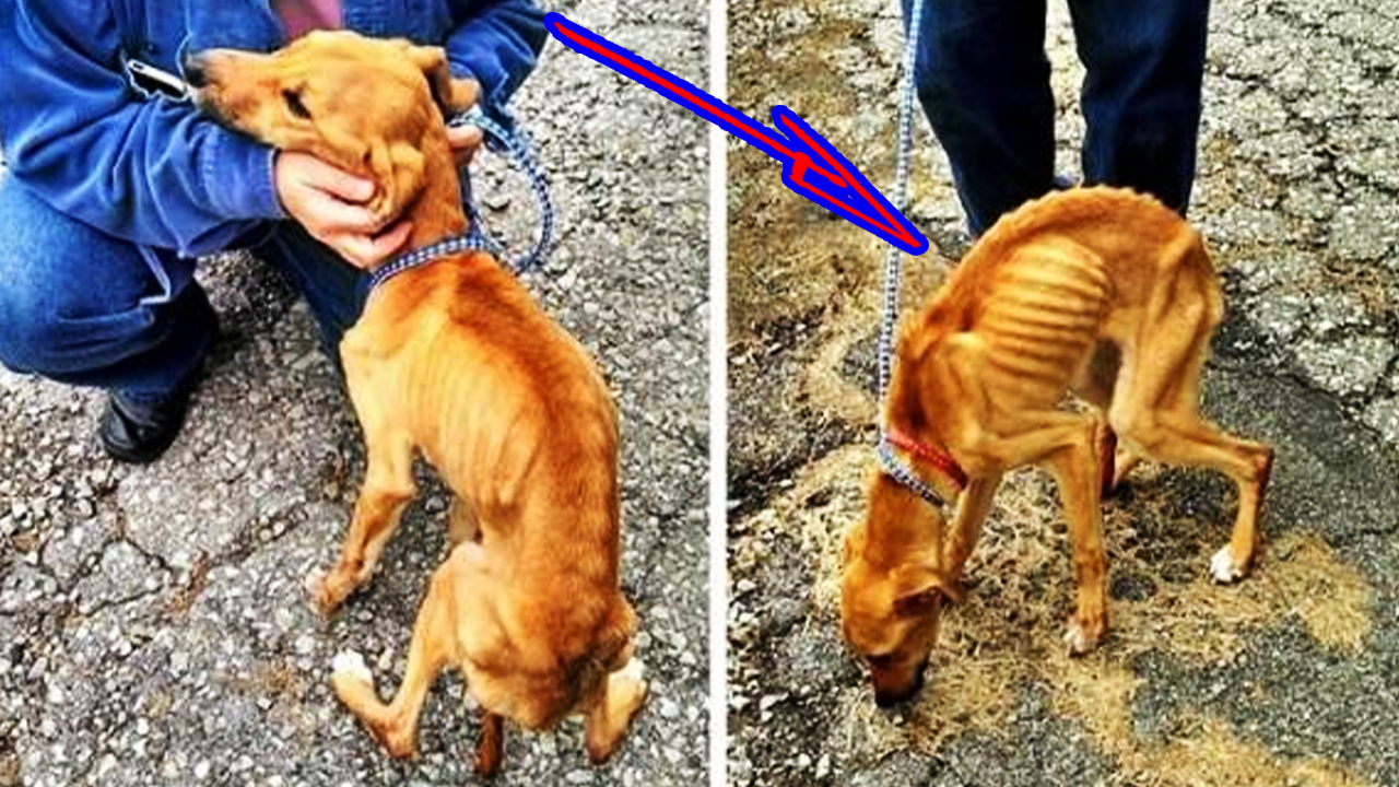 Собачка пережила кошмар, ее морили голодом, а потом выбросили в мусор! но теперь у нее новая жизнь! смотреть онлайн