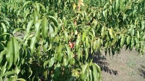 Персик Роял Прайд. Сравнение на подвое миндаль и на Кубань-86