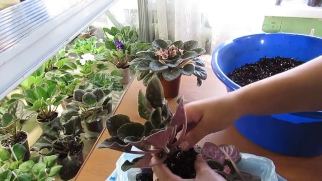 ФИАЛКА ОТЦВЕЛА Подготовка к следующему цветению смотреть онлайн