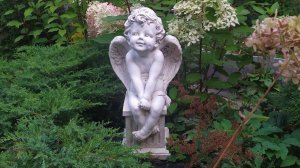 Мой сад в Ленинградской области . Сентябрь 2023 г.