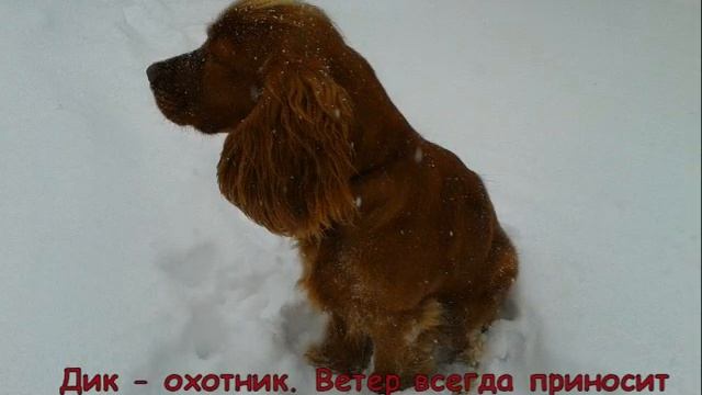 Английский кокер-спаниель: описание породы, уход и отзывы/ВИДЕО О ЖИВОТНЫХ/Наш Дик. смотреть онлайн