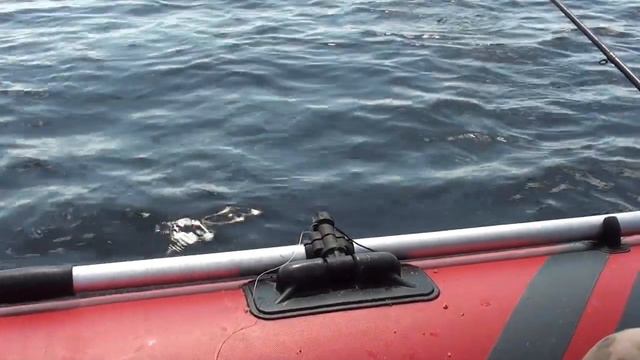 Ловля леща на Волге. Или Волга раздает леща.