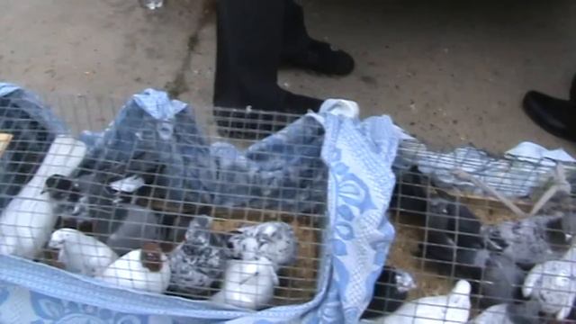 Ярмарка голубей г.Славянск-на-Кубани 21.05.2023г. 4часть смотреть онлайн